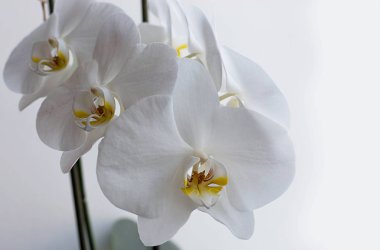 Pencere iç pervaz arka plan üzerinde beyaz orkide