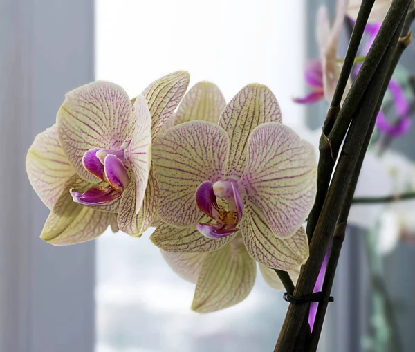 Világos Sárga Orchidea Ablak Párkányára — Stock Fotó