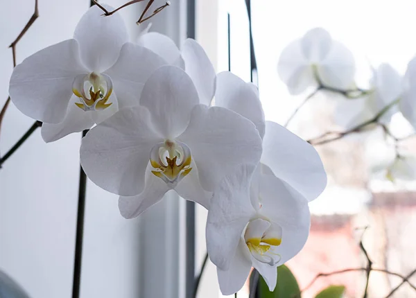 Ablak Könyöklő Háttéren Fehér Orchidea — Stock Fotó