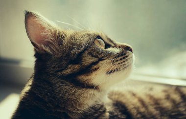 Sarı gözlü kedi muhteşem portresi