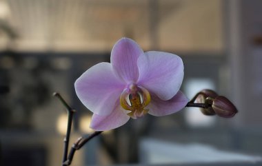 Güzel ve yumuşak pembe office orkide
