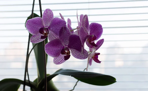 Oficina Brillante Orquídea Púrpura Ventana —  Fotos de Stock