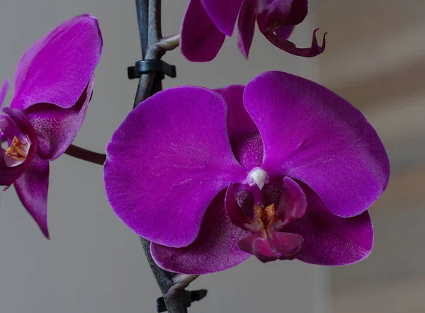 Orchidée Pourpre Fond Lumineux — Photo