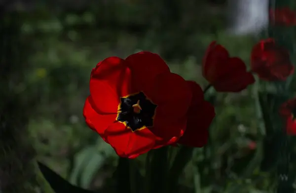 Červený Tulipán Zelené Trávě Pozadí — Stock fotografie