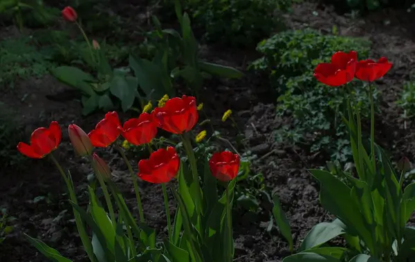 Vörös Tulipán Virágágyás Kertben — Stock Fotó