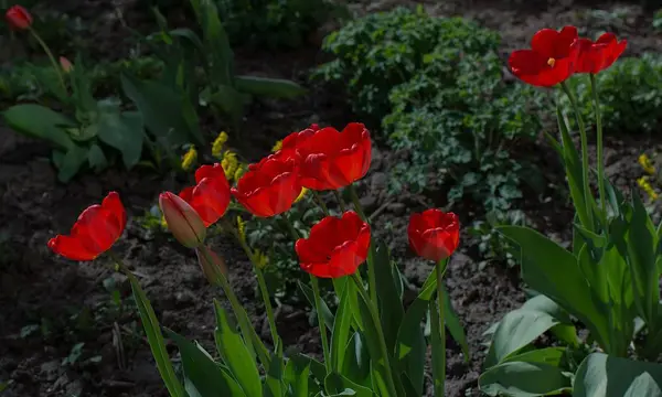 Vörös Tulipán Virágágyás Kertben — Stock Fotó