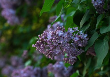 Yeşil zemin üzerine Lila bush