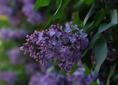 Yeşil zemin üzerine Lila bush