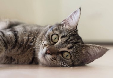 Kedi oynama ve yerde yatarken