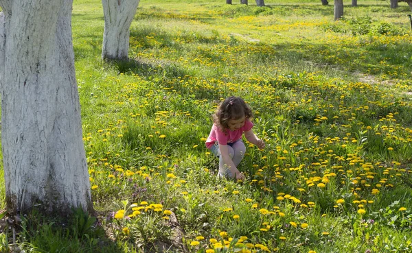 Kleines Mädchen Sammelt Löwenzahn Auf Dem Rasen — Stockfoto