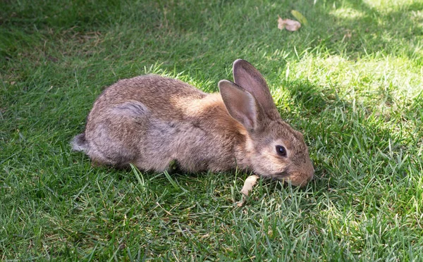Kaninchen Auf Einem Grünen Gras — Stockfoto
