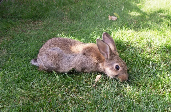 Conejo Una Hierba Verde — Foto de Stock