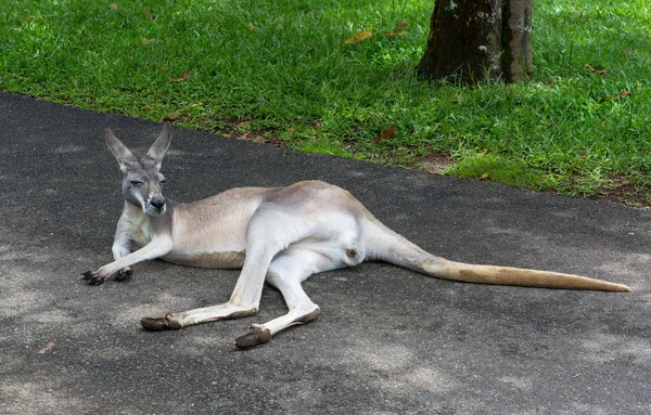 Kangaroo Lying Chilling Kangaroo Queensland Australia — Stock Photo, Image