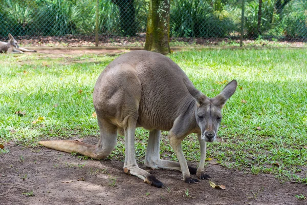 Kangaroo Sitting Park Queensland Australia — Stock Photo, Image