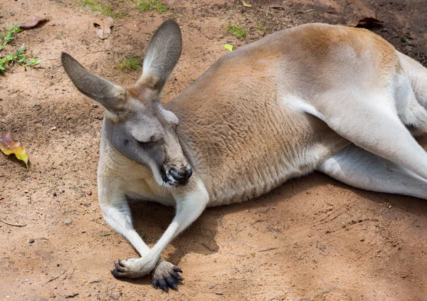 Kangaroo Lying Chilling Kangaroo Queensland Australia — Stock Photo, Image