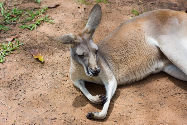 Kangaroo Lying Chilling Kangaroo Queensland Australia — Stock Photo, Image