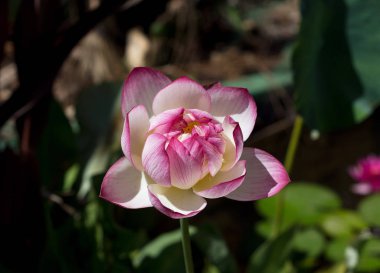 Mavi Lotus Su Bahçeleri, Yarra Kavşağı 'ndaki güzel su lotusu.