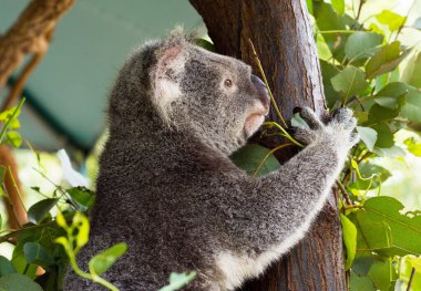 Avustralya hayvanat bahçesinde yeşil yapraklarla okaliptüs ağacında dinlenen sevimli bir koala.
