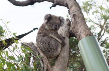 Okaliptüs ağacında yeşil yapraklarla dinlenen sevimli bir koala.