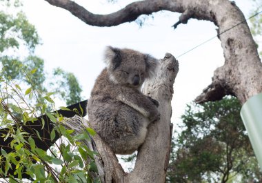 Okaliptüs ağacında yeşil yapraklarla dinlenen sevimli bir koala.