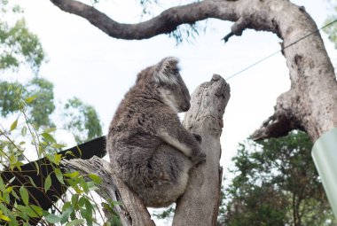 Okaliptüs ağacında yeşil yapraklarla dinlenen sevimli bir koala.