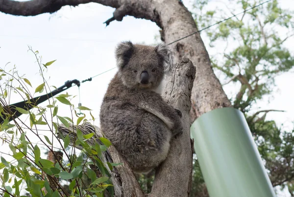 Cute Koala Relaxing Eucalyptus Tree Green Leafs — Stock Photo, Image