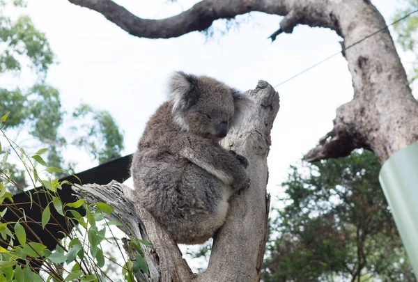 Cute Koala Relaxing Eucalyptus Tree Green Leafs — Stock Photo, Image