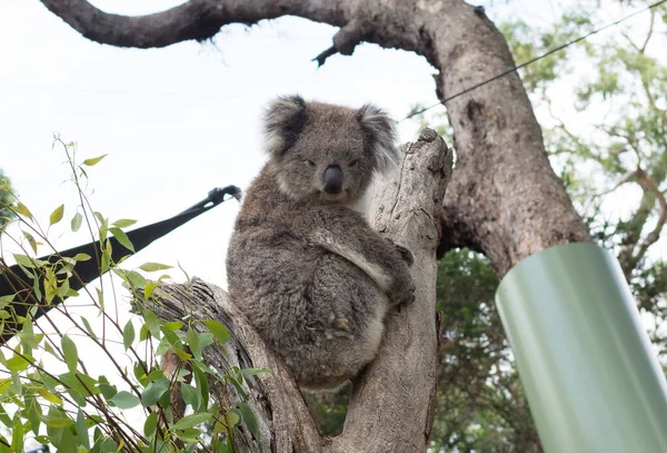 Cute Koala Relaxing Eucalyptus Tree Green Leafs — Stock Photo, Image
