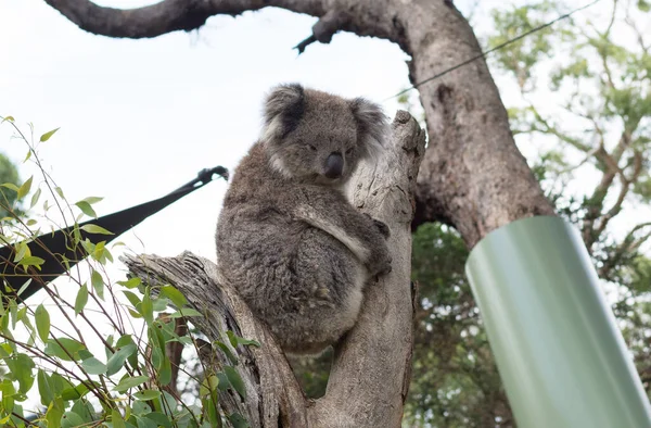 Okaliptüs ağacında yeşil yapraklarla dinlenen sevimli bir koala.