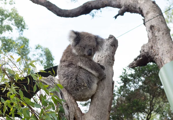 Cute Koala Relaxing Eucalyptus Tree Green Leafs — Stock Photo, Image