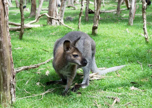 Photo Rapprochée Wallaby Avec Fond Vert — Photo