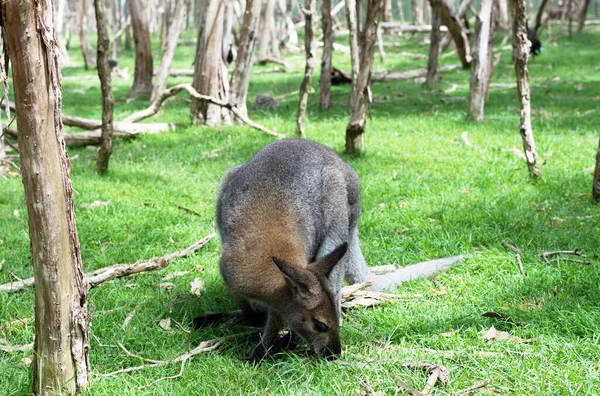 Close Photo Wallaby Green Background — Stock Photo, Image