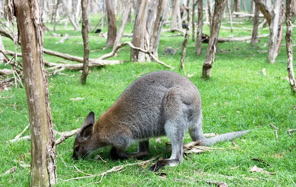 Close Photo Wallaby Green Background — Stock Photo, Image