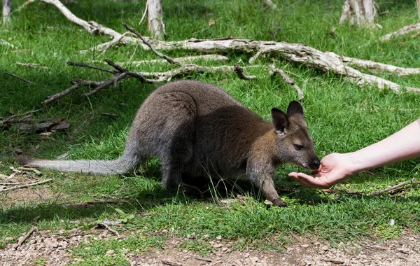 Közelkép Fénykép Egy Wallaby Zöld Háttér — Stock Fotó