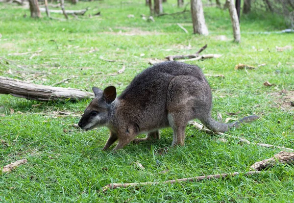 Közelkép Fénykép Egy Wallaby Zöld Háttér — Stock Fotó