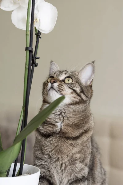 Gato Listrado Curioso Flor — Fotografia de Stock