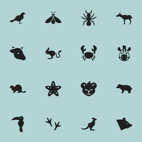 Conjunto de 16 Ícones de Zoologia Editável. Inclui símbolos como Jerboa, Estrela do Mar, Cavalo e muito mais. Pode ser usado para Web, Mobile, UI e design infográfico . — Vetor de Stock