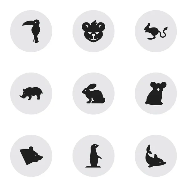 Ensemble de 9 icônes de zoologie modifiables. Comprend des symboles tels que Jerboa, Tigre, Grizzly et plus. Peut être utilisé pour le Web, mobile, interface utilisateur et infographie . — Image vectorielle