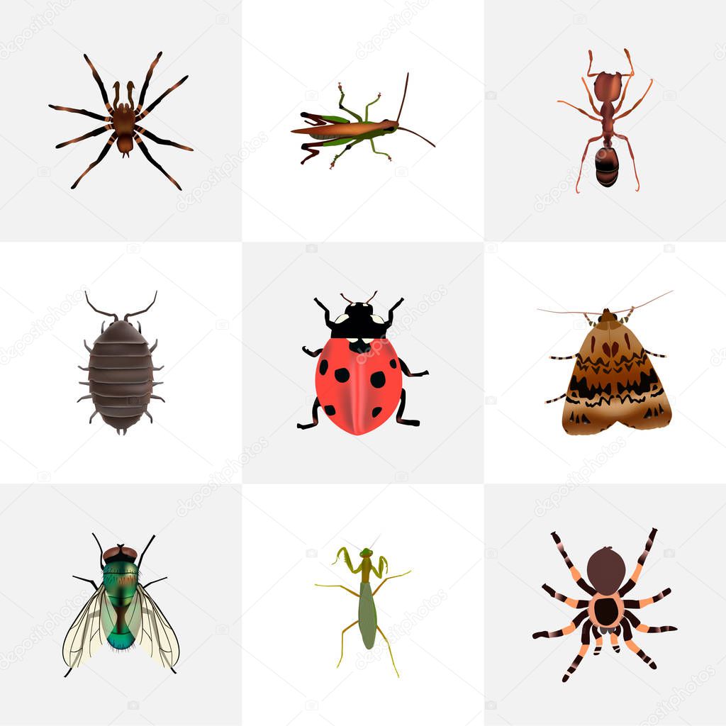 Set of bug realistic symbols with wasp, grasshopper, mantis and other icons for your web mobile app logo design.
