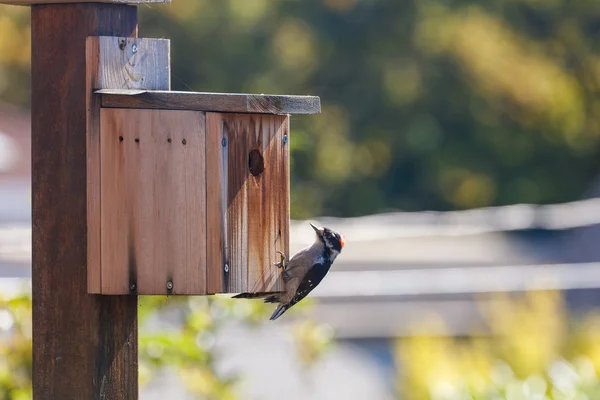 Valse woodpecker birdhouse — Stockfoto