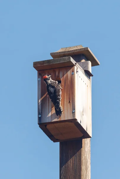 Dzięcioł kosmaty birdhouse — Zdjęcie stockowe