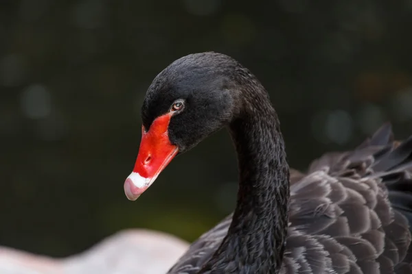 Cisne negro cabeza y cuello —  Fotos de Stock