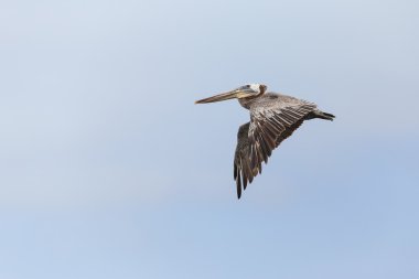 Kahverengi Pelikan (Pelecanus occidentalis)