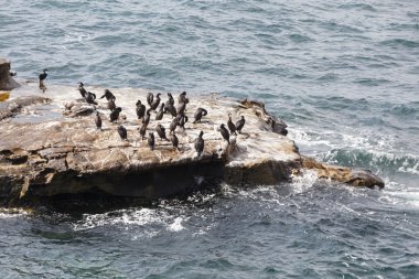 Brandt'ın karabatak