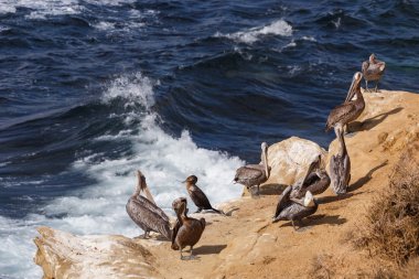 Kahverengi Pelikan (Pelecanus occidentalis)