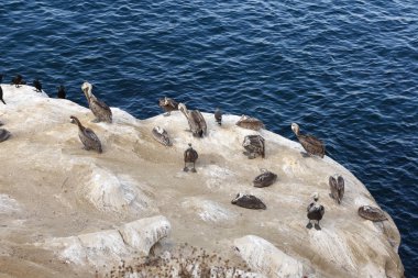 Kahverengi Pelikan (Pelecanus occidentalis)