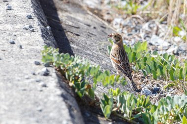 Lapland Longspur kuş