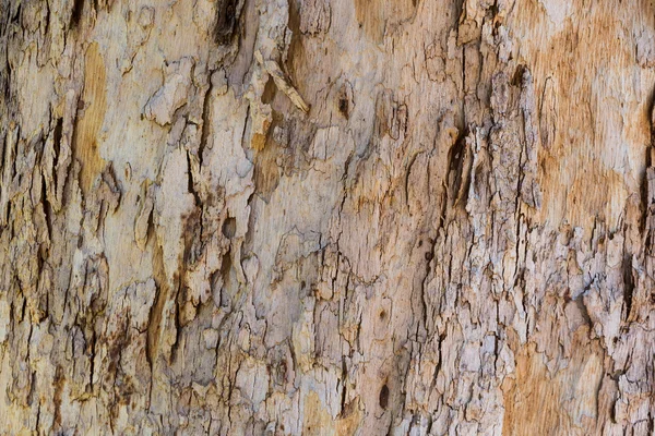 Stará stromová kůra — Stock fotografie
