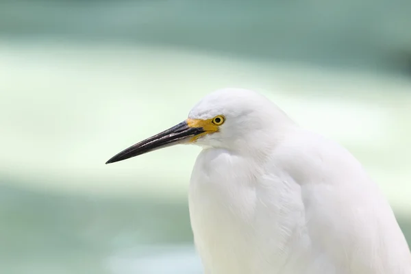 Cabeça de Egret nevado — Fotografia de Stock