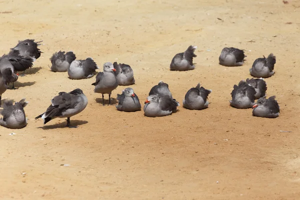 Heermann's Gull (Larus heermanni) — Stock Photo, Image